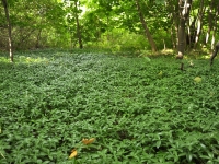 Cmentarz ewangelicko-augsburski w Antoniewie