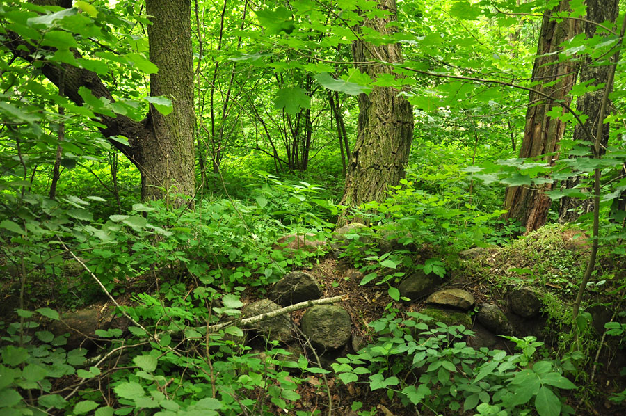 Cmentarz ewangelicko-augsburski w Cesarce-Warszewicach