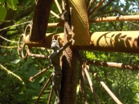 Cmentarz ewangelicko-augsburski w Feliksowie