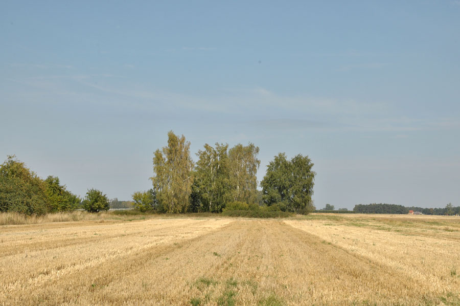 Cmentarz ewangelicko-augsburski w Gągolinie Zachodnim