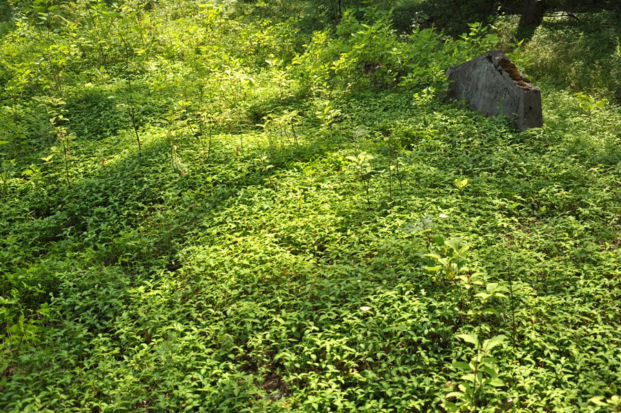 Cmentarz ewangelicko-augsburski w Holendrach Paprockich