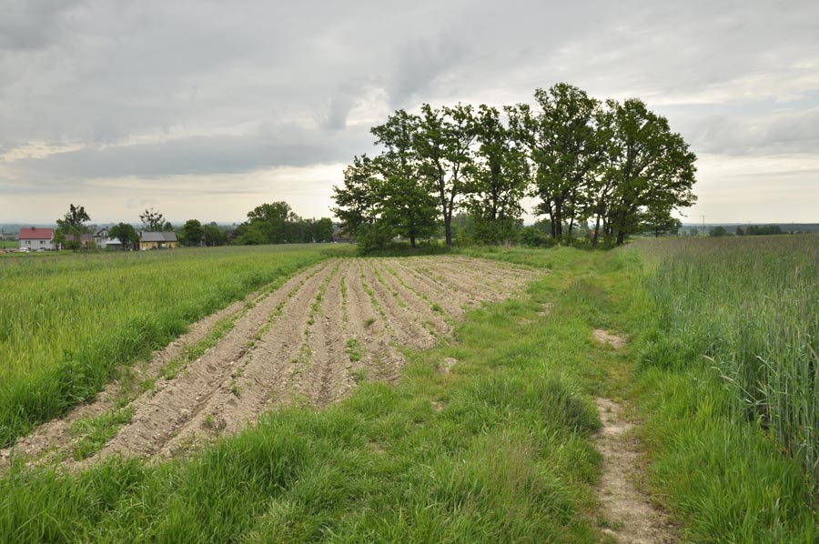 Cmentarz ewangelicko-augsburski w Józefowie