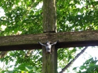 Cmentarz ewangelicko-augsburski w Karolinie