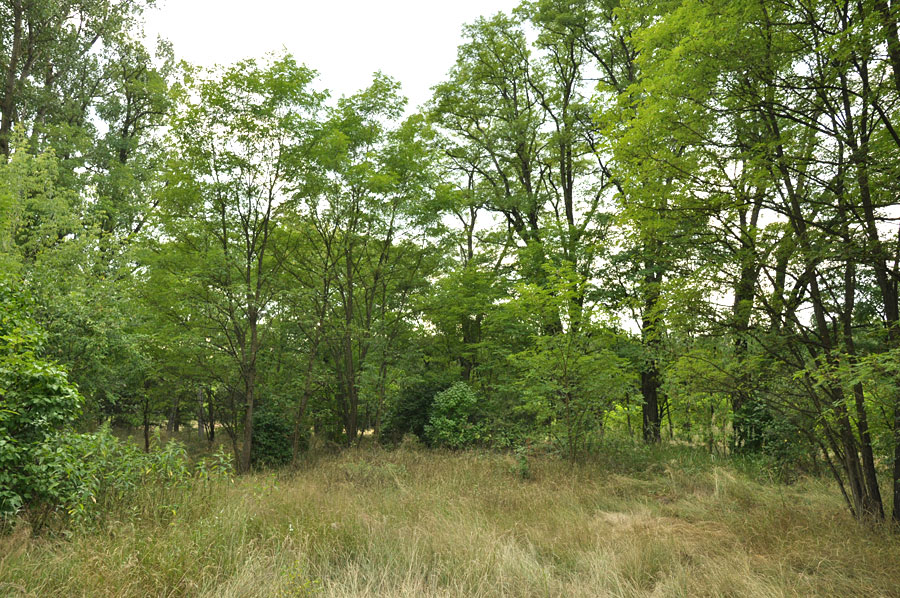 Cmentarz ewangelicko-augsburski w Lesiopolu