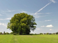 Cmentarz ewangelicko-augsburski w Marianowie Rogowskim