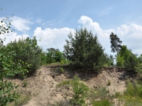 Cmentarz ewangelicko-augsburski w Osinach